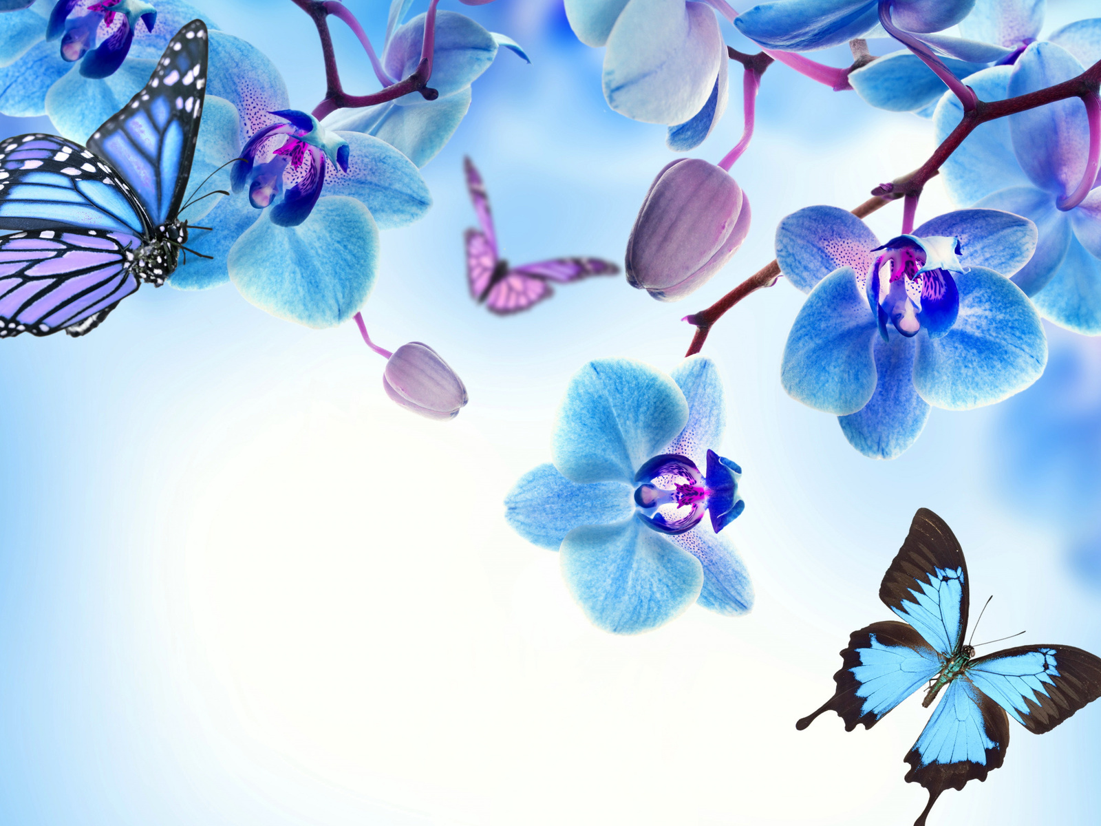 , , , blue, flowers, beautiful, orchid, butterflies