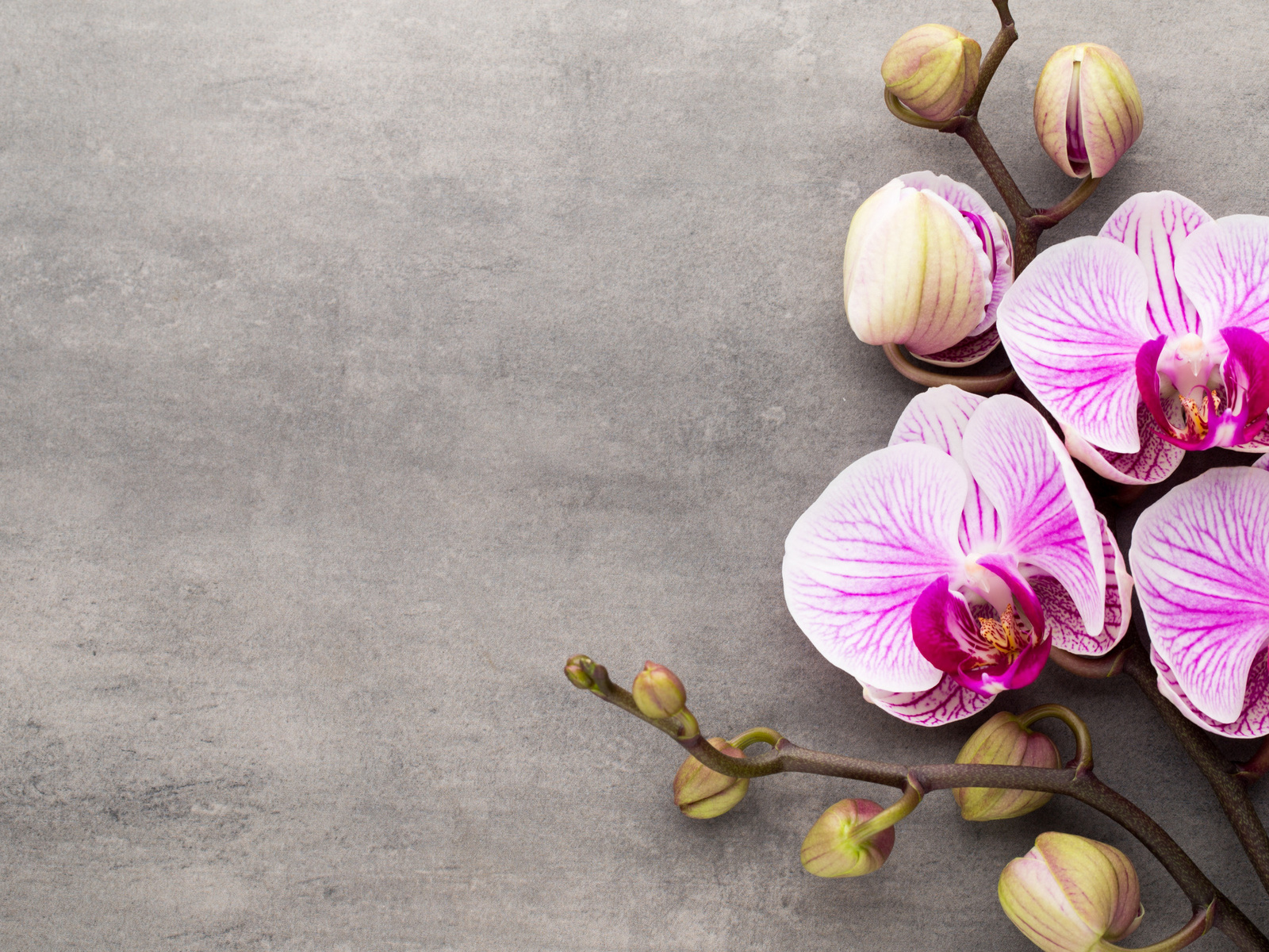 , pink, flowers, orchid