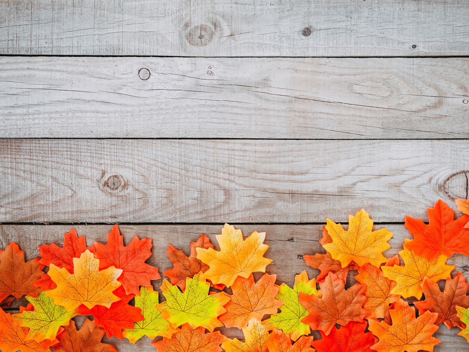 , , , , colorful, wood, background, autumn, leaves, , maple