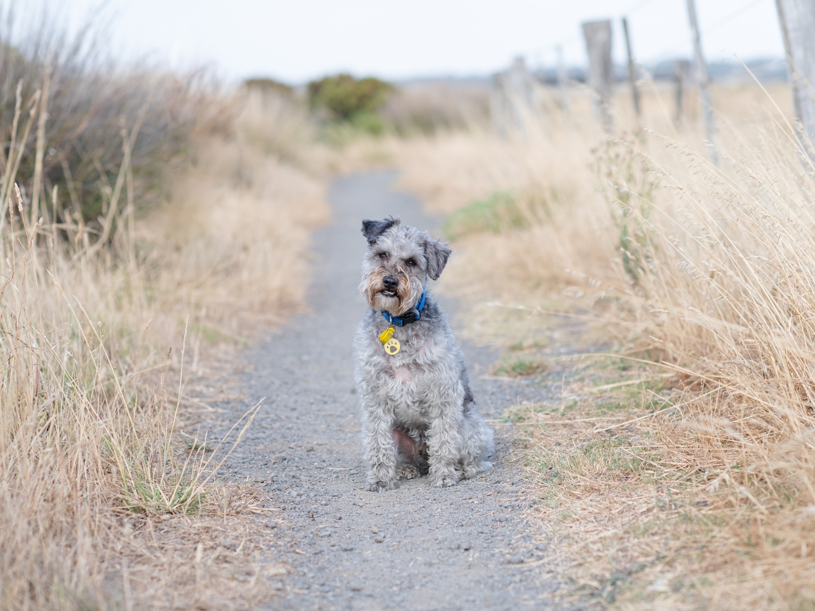 lakeland terrier, , , , 