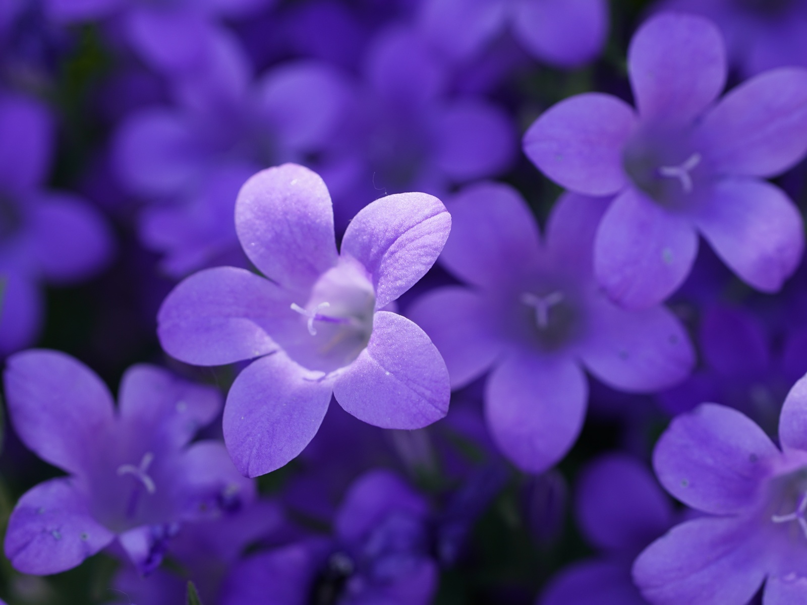 purple campanula, , ,  ,  