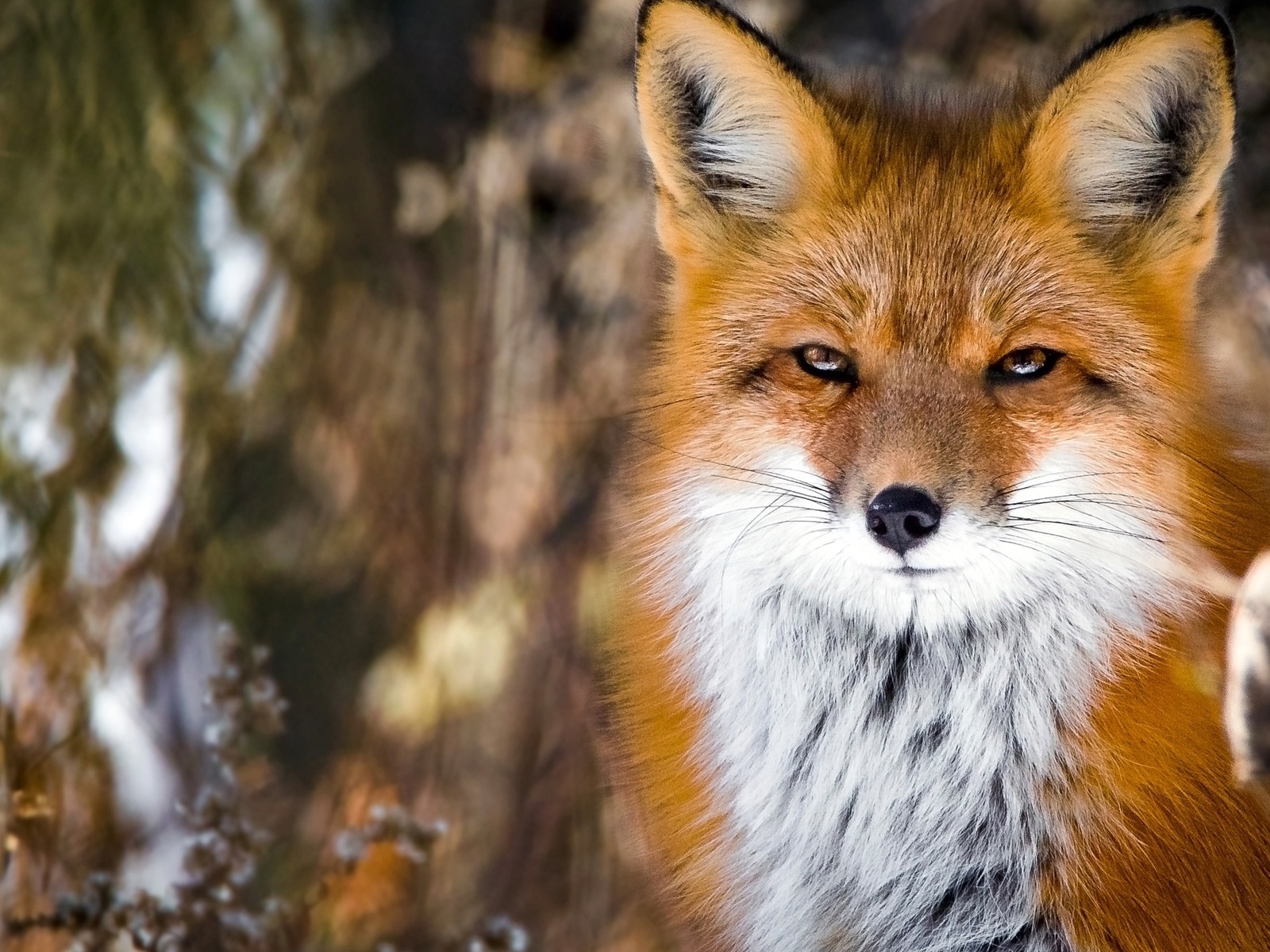 fox, cute, fluffy