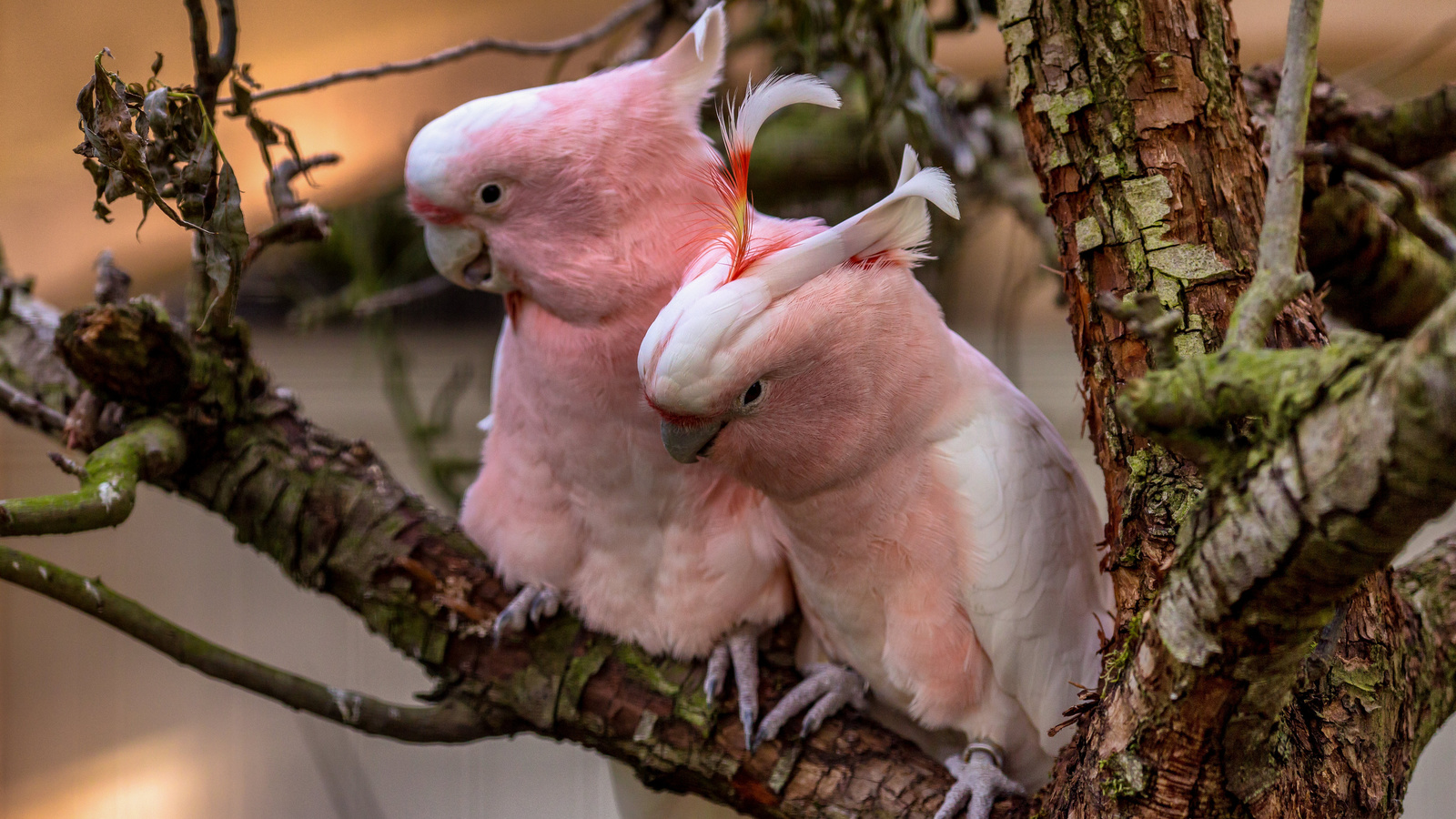 , , pink, cockatoos, , 