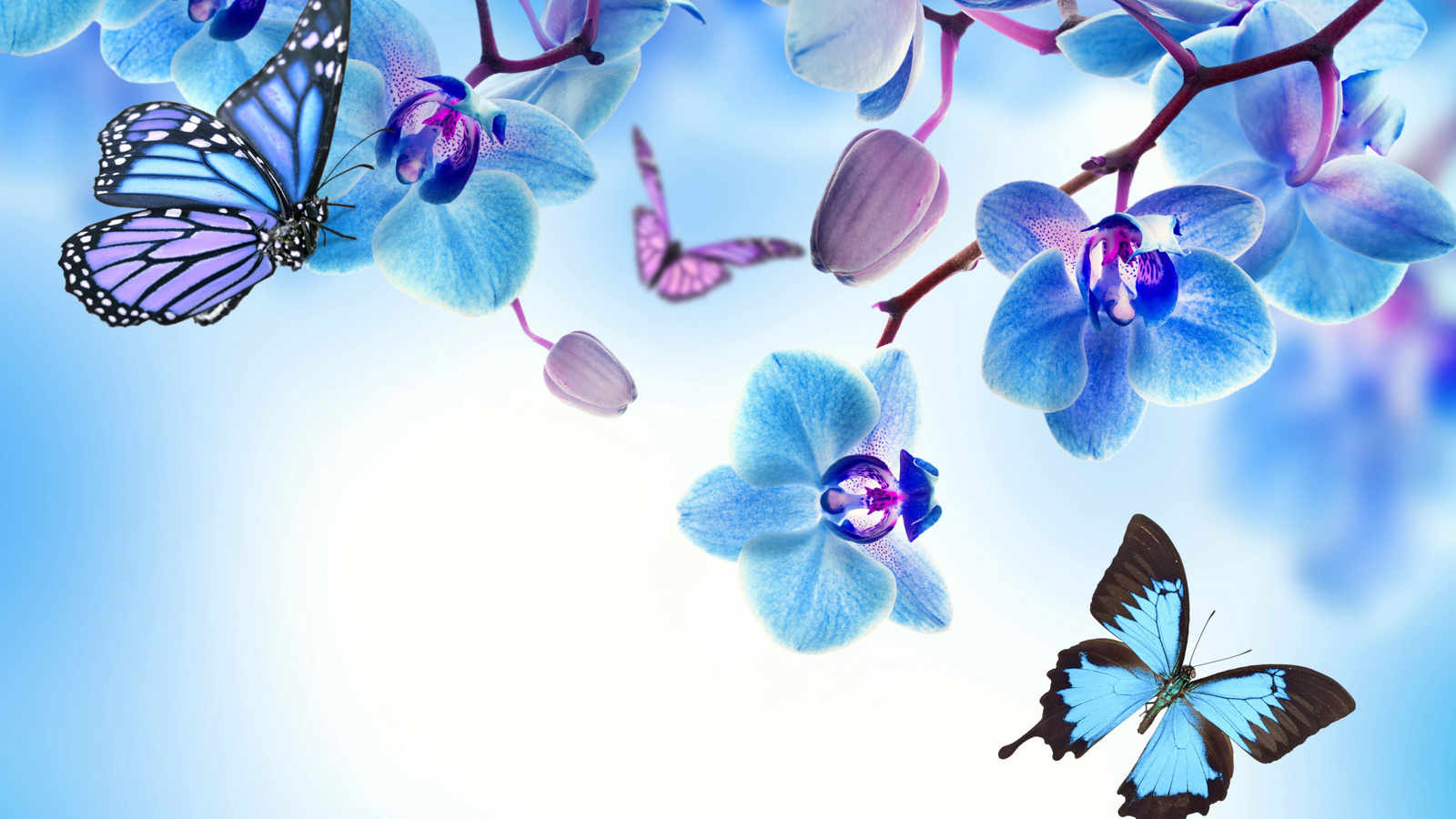 , , , blue, flowers, beautiful, orchid, butterflies