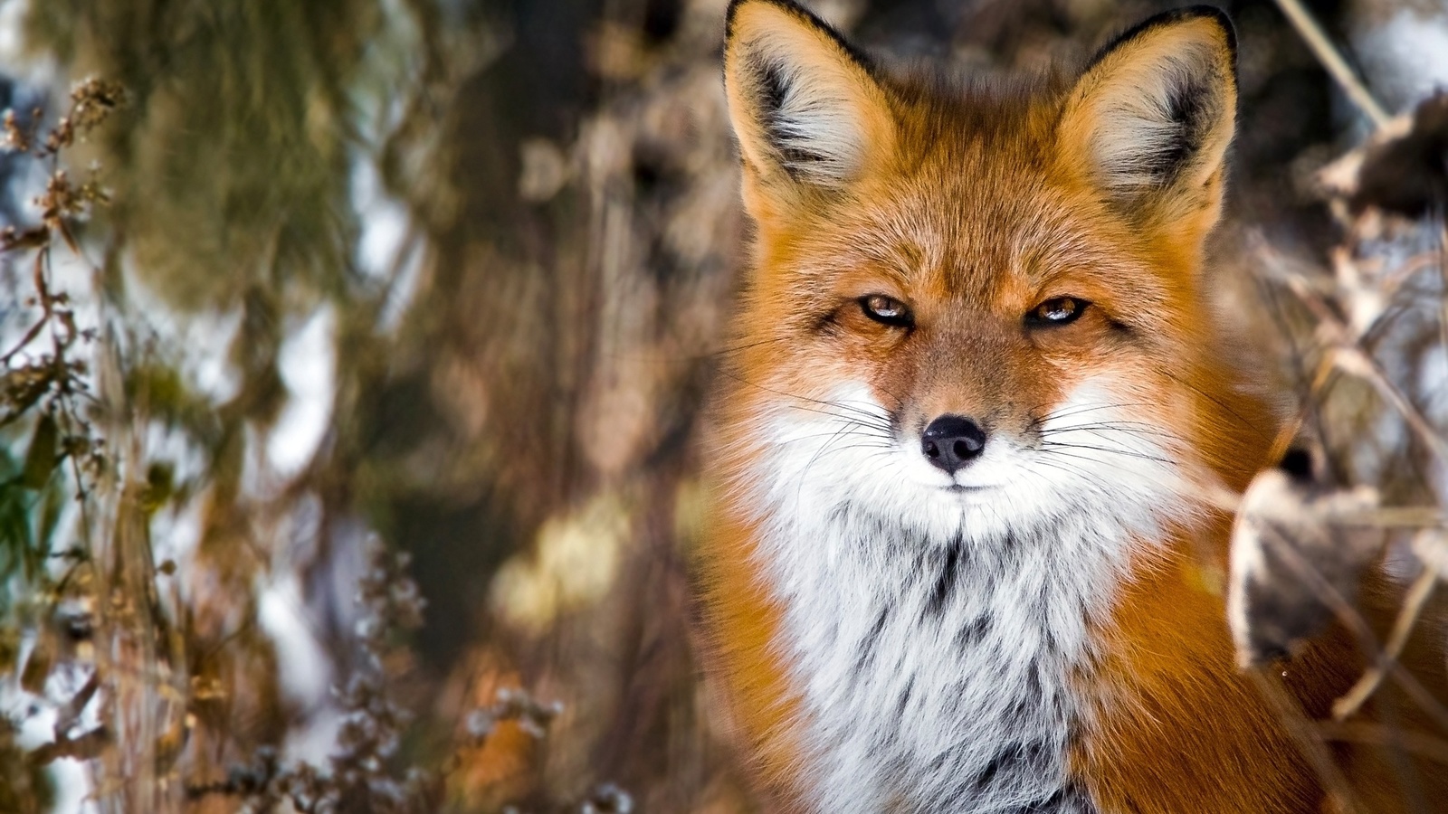 fox, cute, fluffy