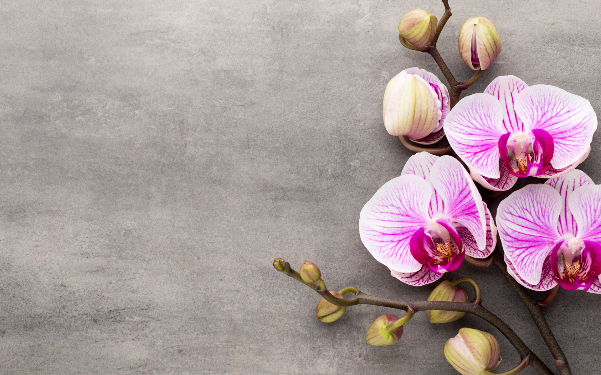 , pink, flowers, orchid