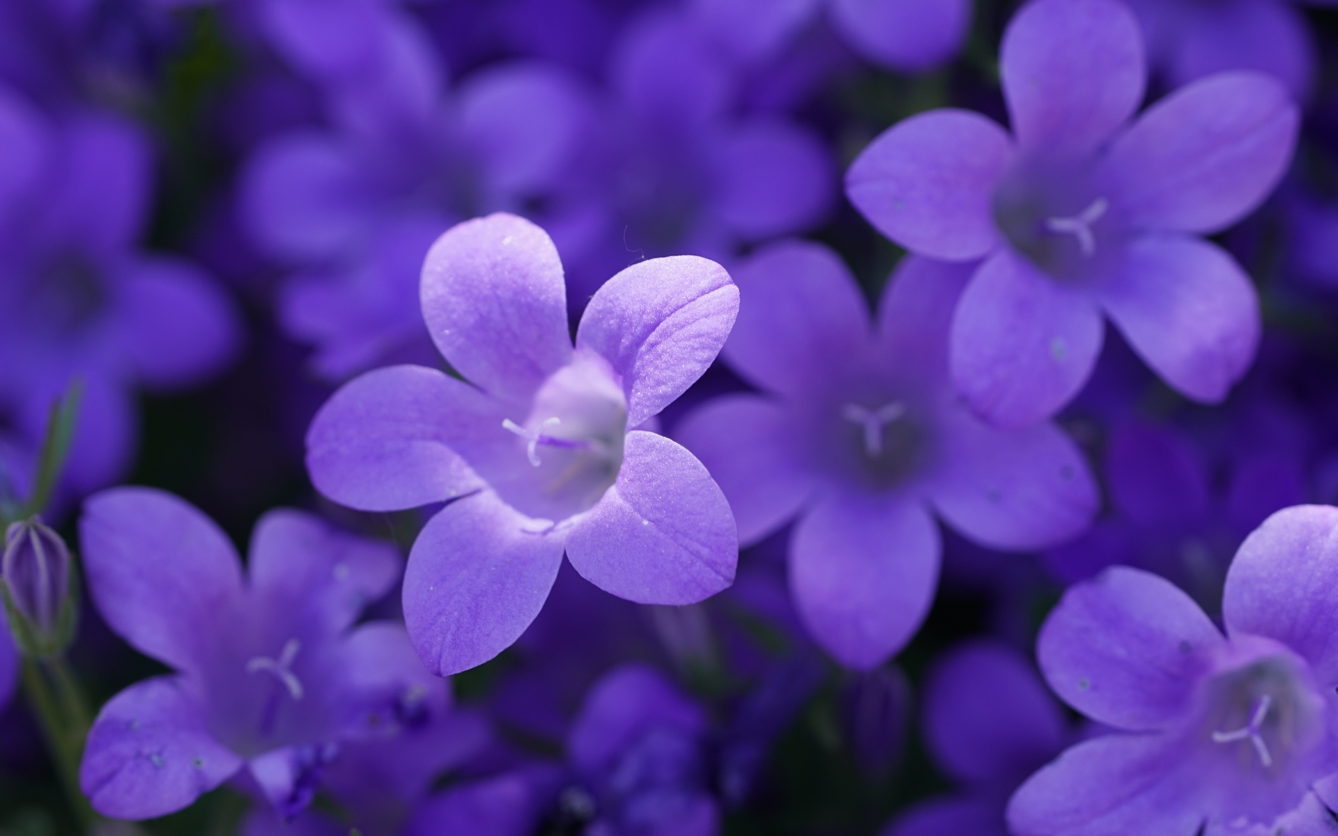 purple campanula, , ,  ,  