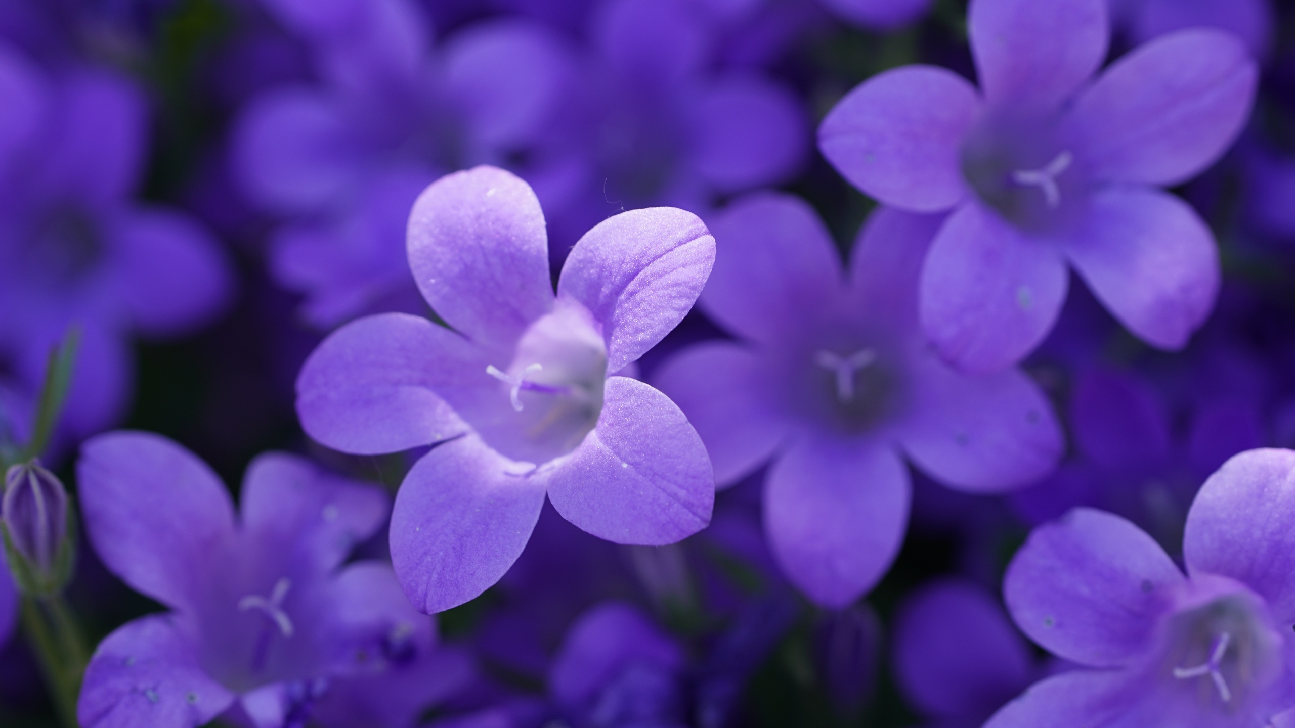 purple campanula, , ,  ,  