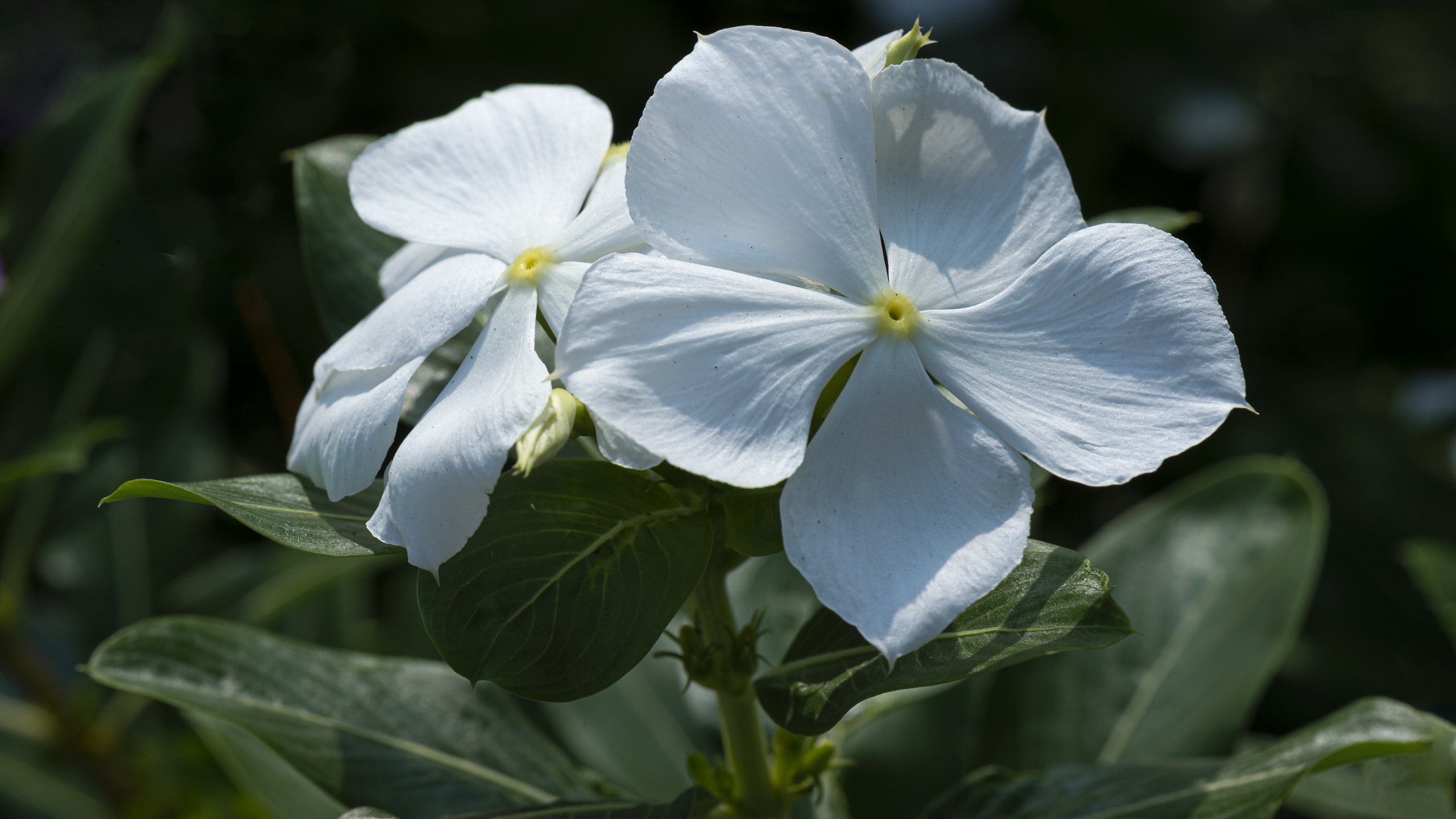  , catharanthus, ,  