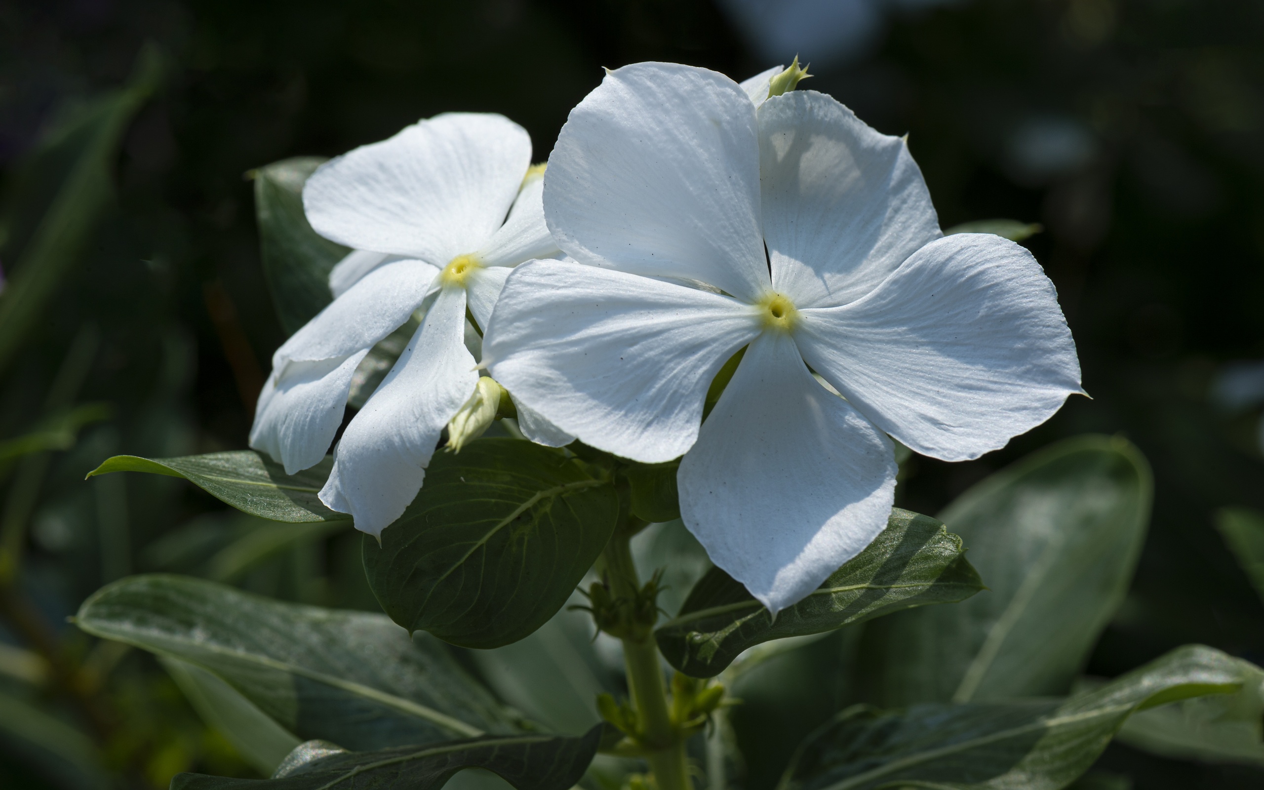  , catharanthus, ,  