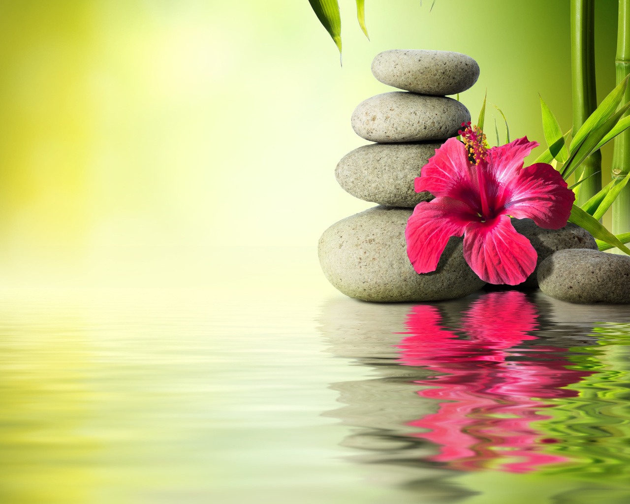 gray, stones, near, hibiscus, flower, water, stones, bamboo, orchid, reflection, hd, wallpaper, tropical, flower