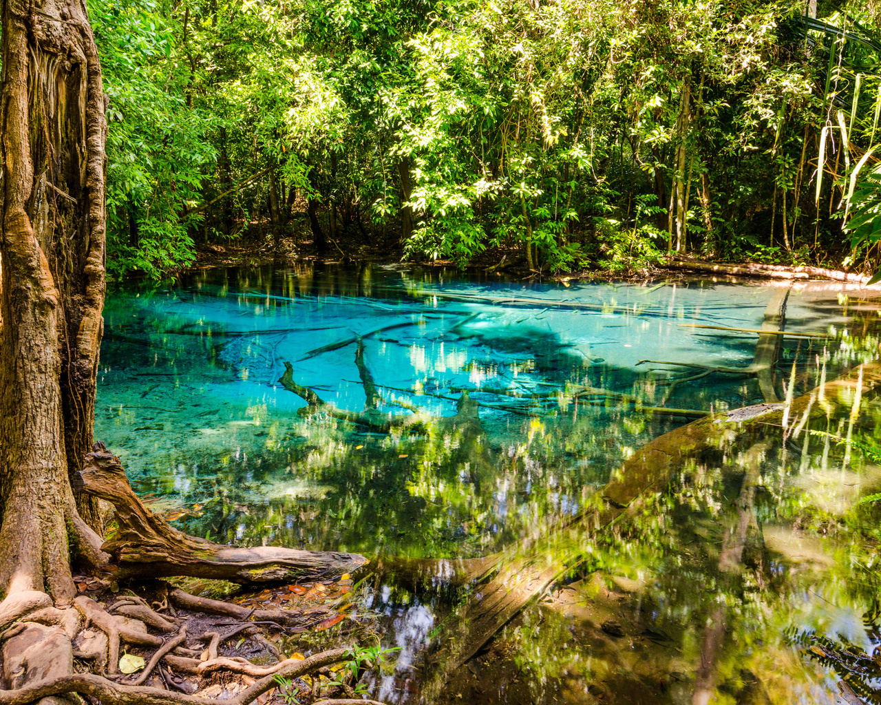 Water trees