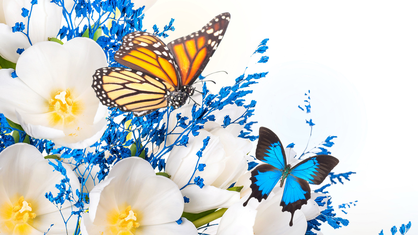 white, petaled, flower, and, two, brown, and, blue, butterflies, flowers, collage, hd, wallpaper