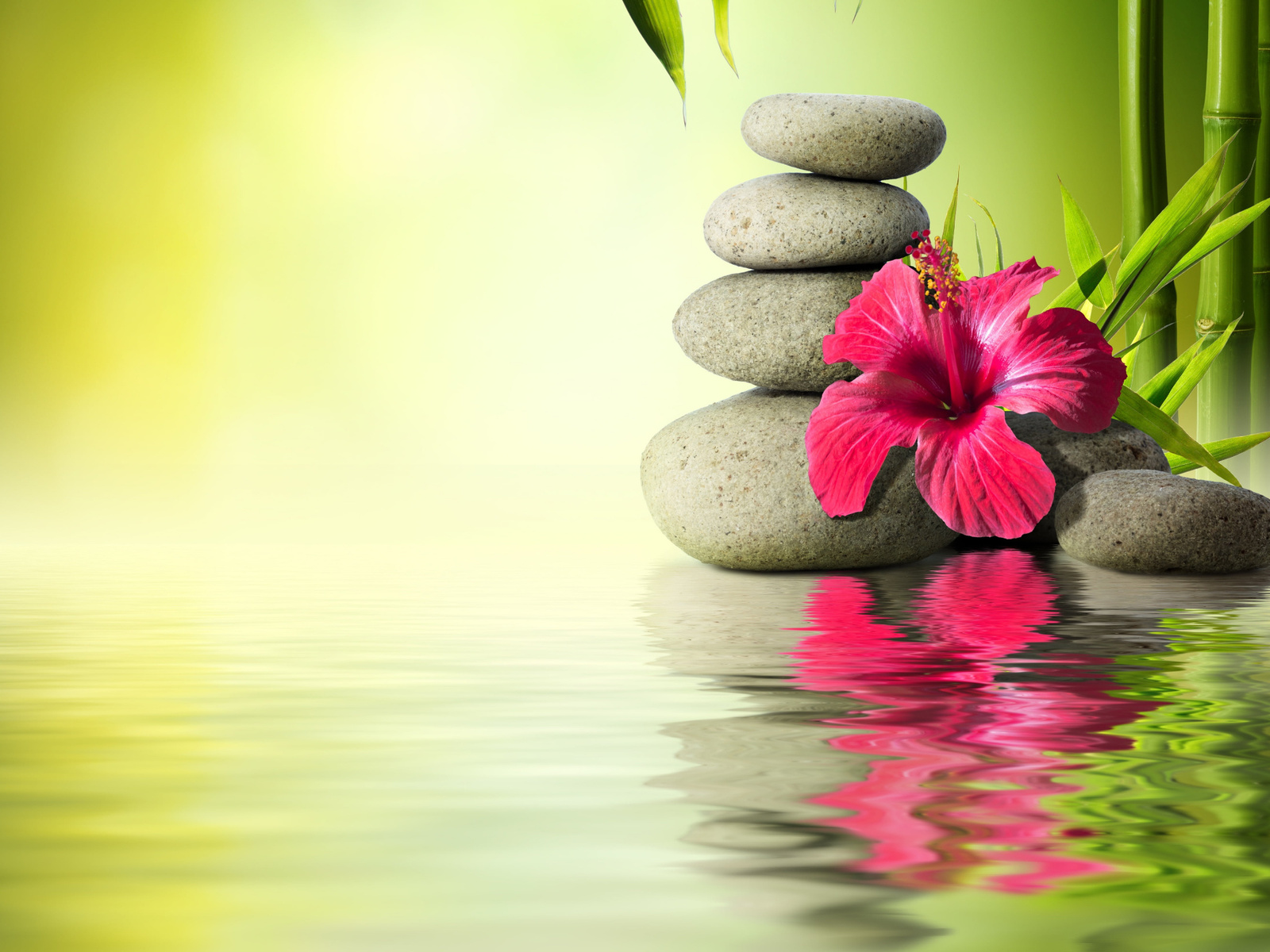 gray, stones, near, hibiscus, flower, water, stones, bamboo, orchid, reflection, hd, wallpaper, tropical, flower