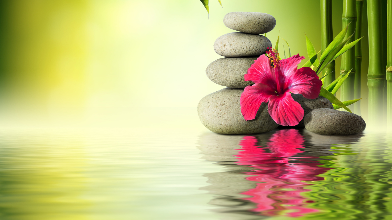 gray, stones, near, hibiscus, flower, water, stones, bamboo, orchid, reflection, hd, wallpaper, tropical, flower