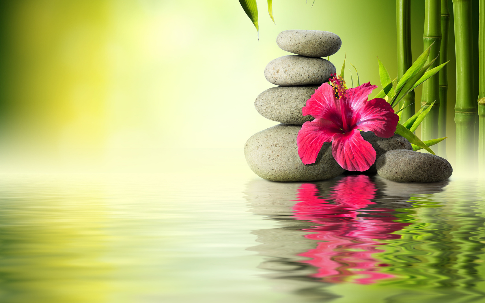 gray, stones, near, hibiscus, flower, water, stones, bamboo, orchid, reflection, hd, wallpaper, tropical, flower