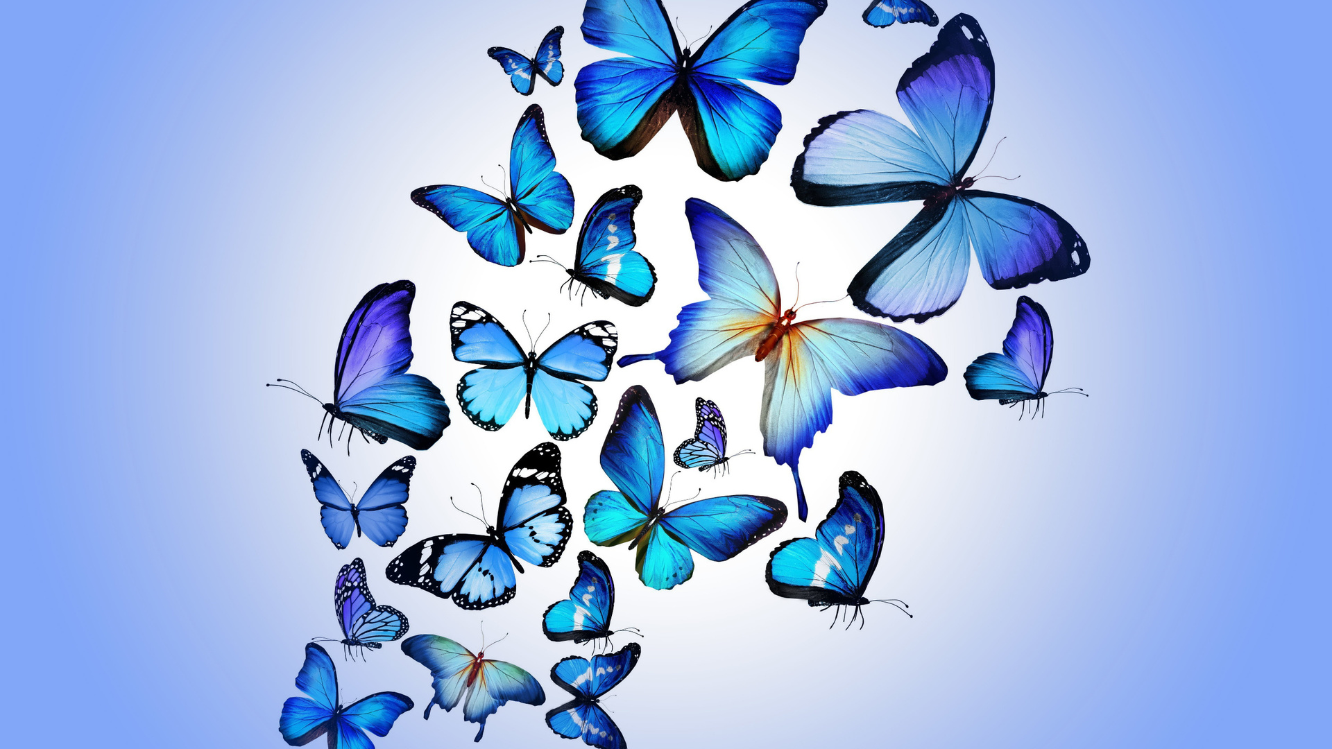 blue, butterflies, butterfly, colorful, blue, drawing, art, beautiful, hd, wallpaper