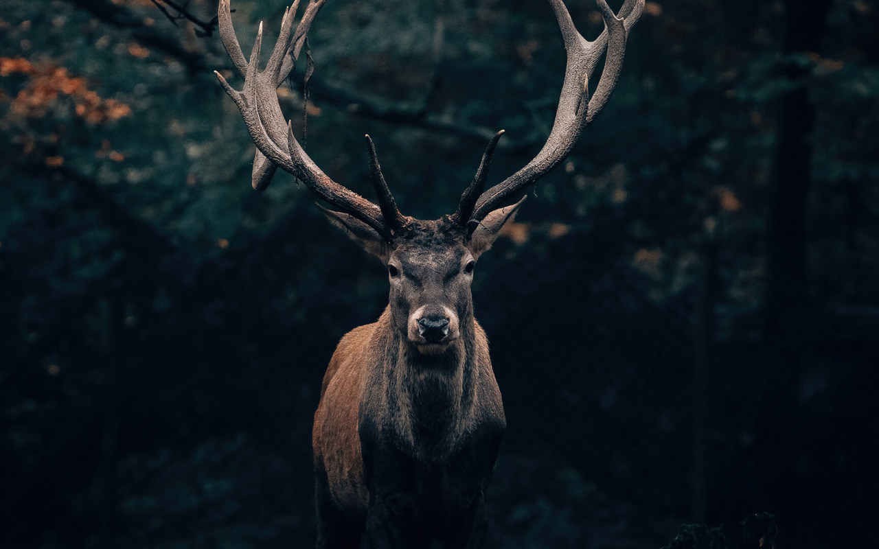 deer, animal, forest