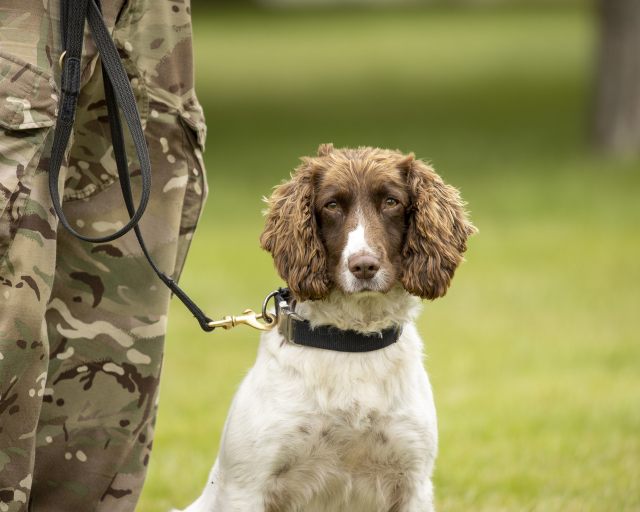 royal army veterinary corps, military working dog, british army,  ,  