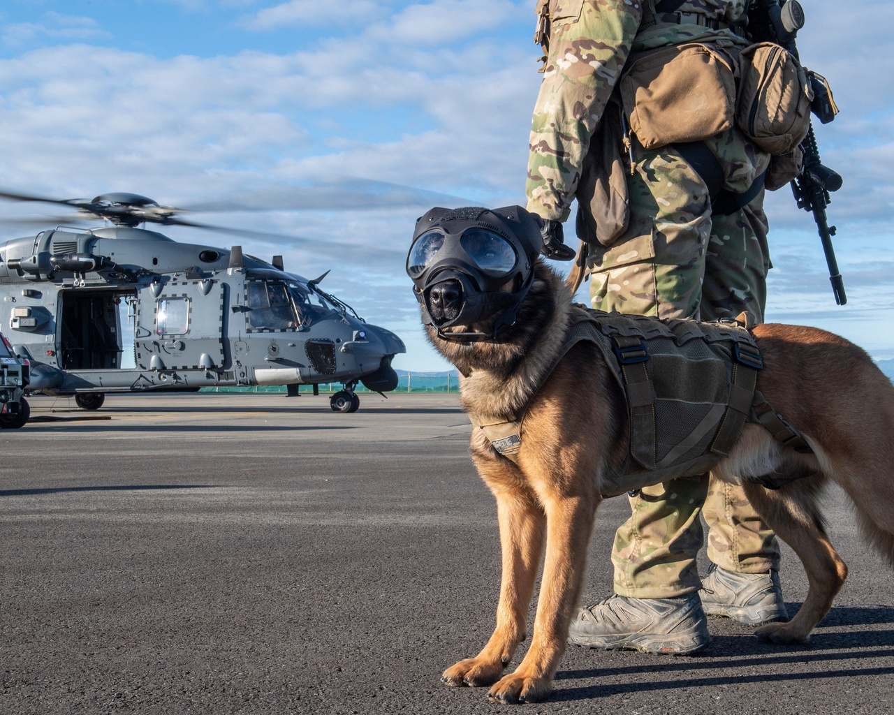 military working dog, new zealand air force,  , nhindustries nh90