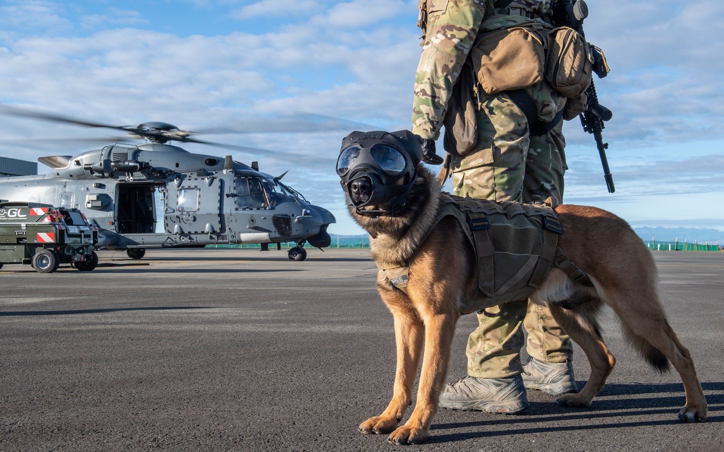 military working dog, new zealand air force,  , nhindustries nh90