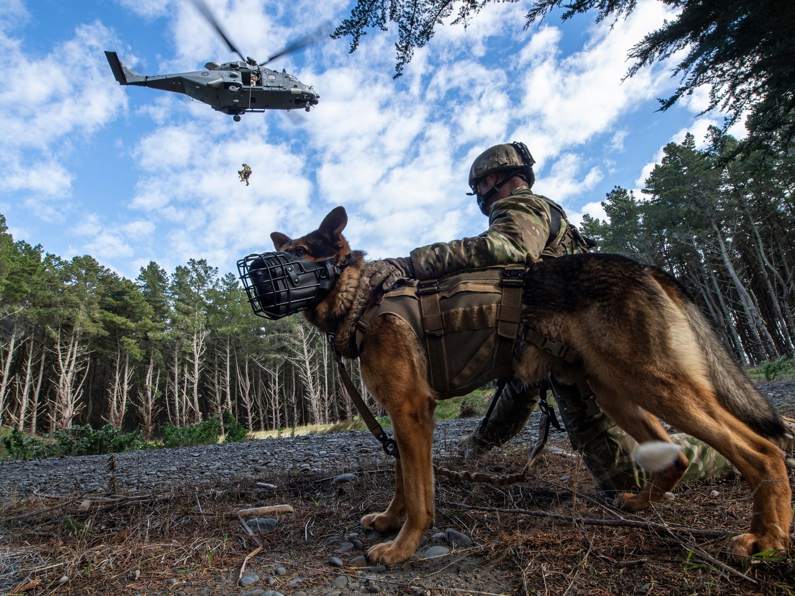 ,  , infantry support dogs, nh90, multi-role military helicopter, new zealand army