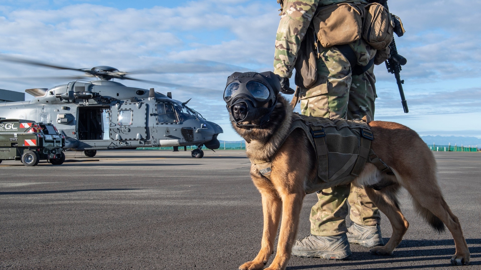 military working dog, new zealand air force,  , nhindustries nh90