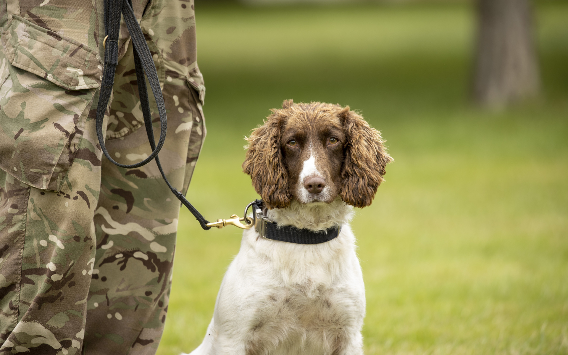 royal army veterinary corps, military working dog, british army,  ,  