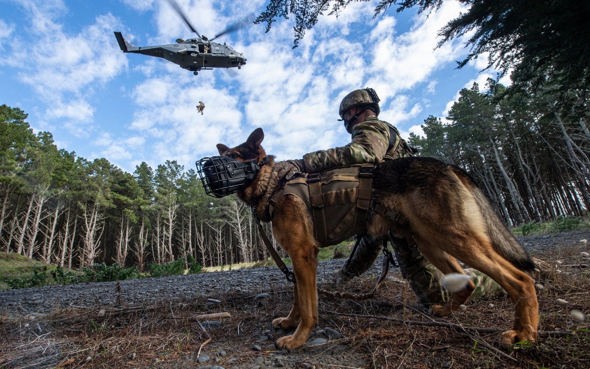 ,  , infantry support dogs, nh90, multi-role military helicopter, new zealand army