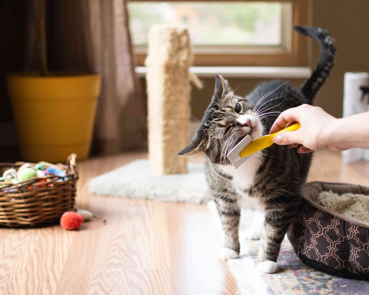 cat, small furry,  , house