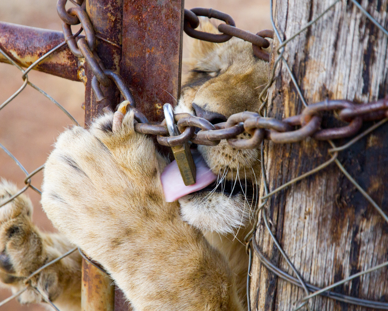 south africa,  , lion, captive breeding of lions