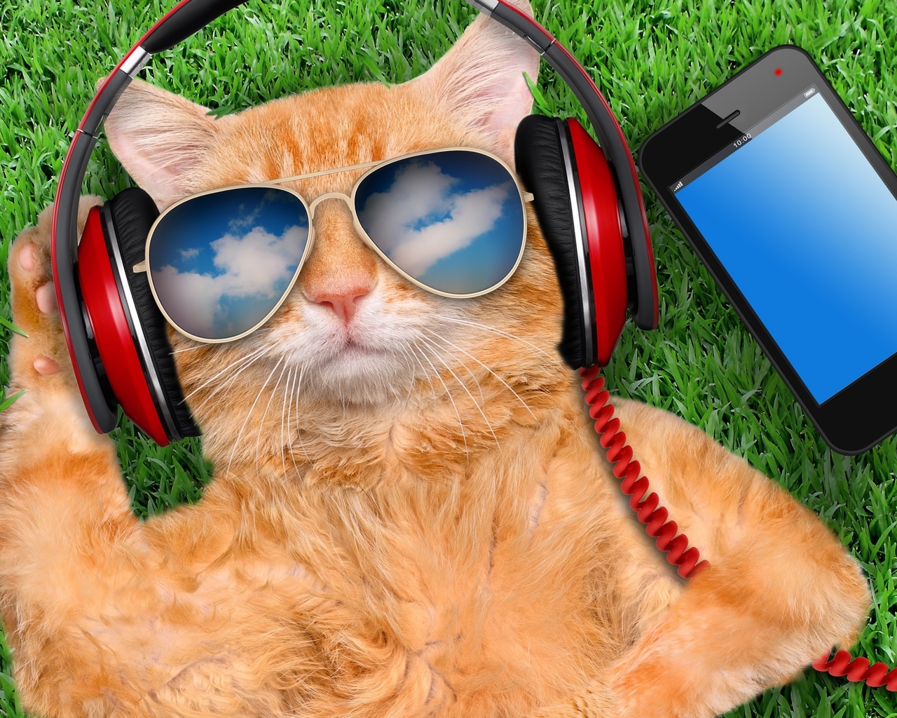 grass, cat, glasses, smart phone, creative