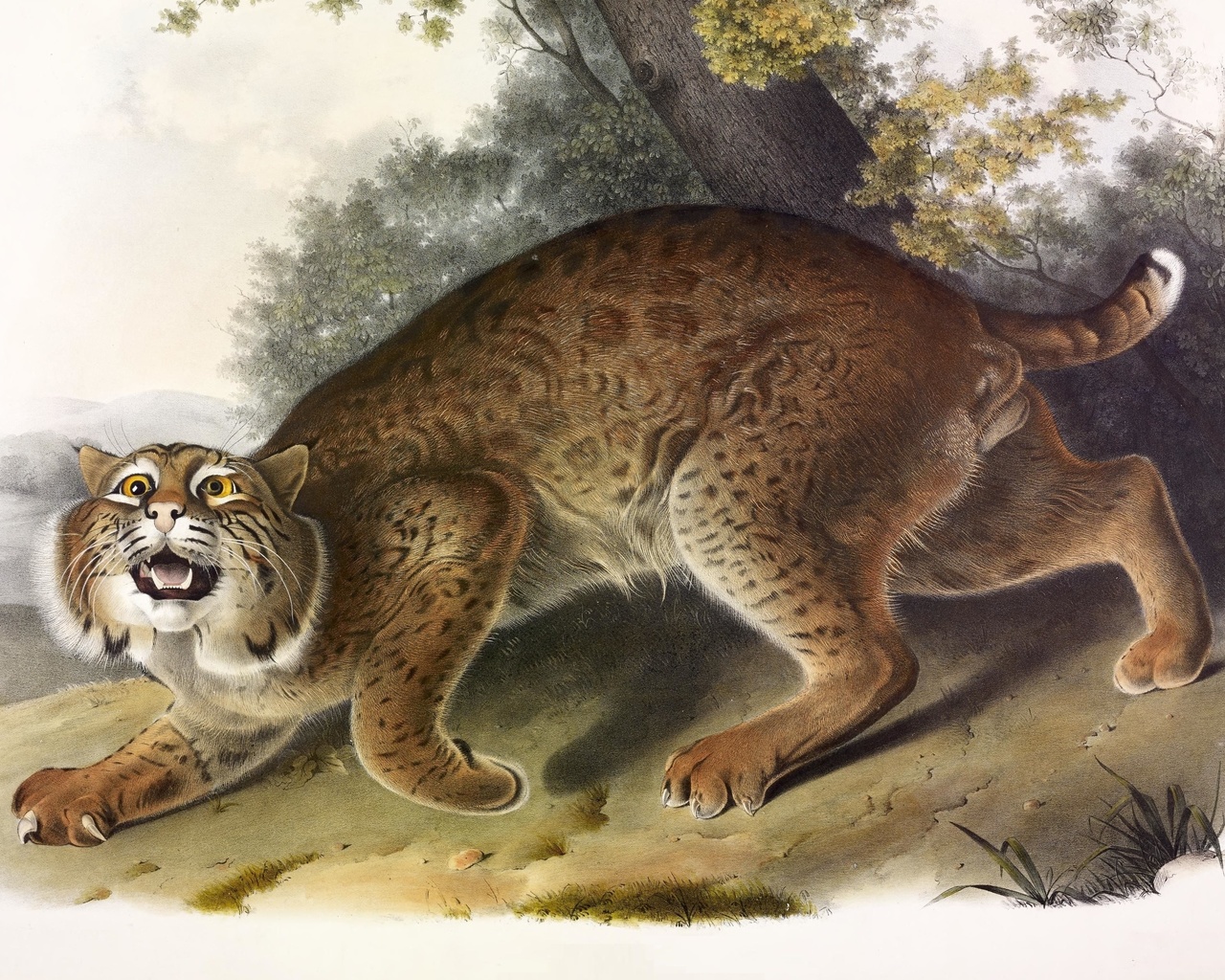 common american wild cat,  , lynx rufus,  , john james audubon,   