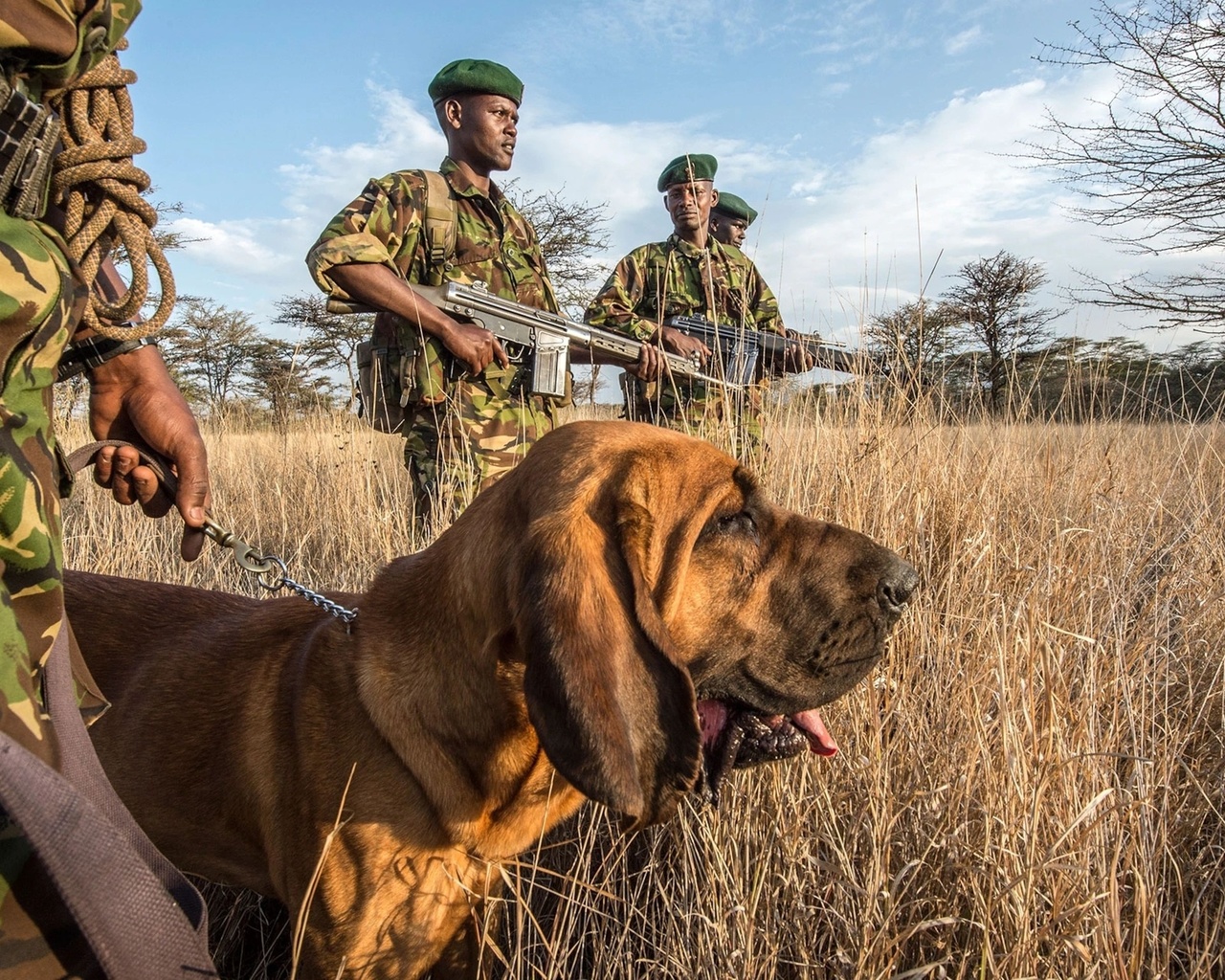 antipoaching patrol, kenya, , wildlife conservancy