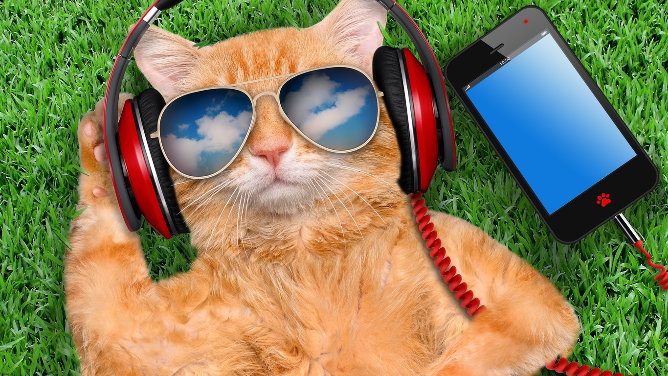 grass, cat, glasses, smart phone, creative