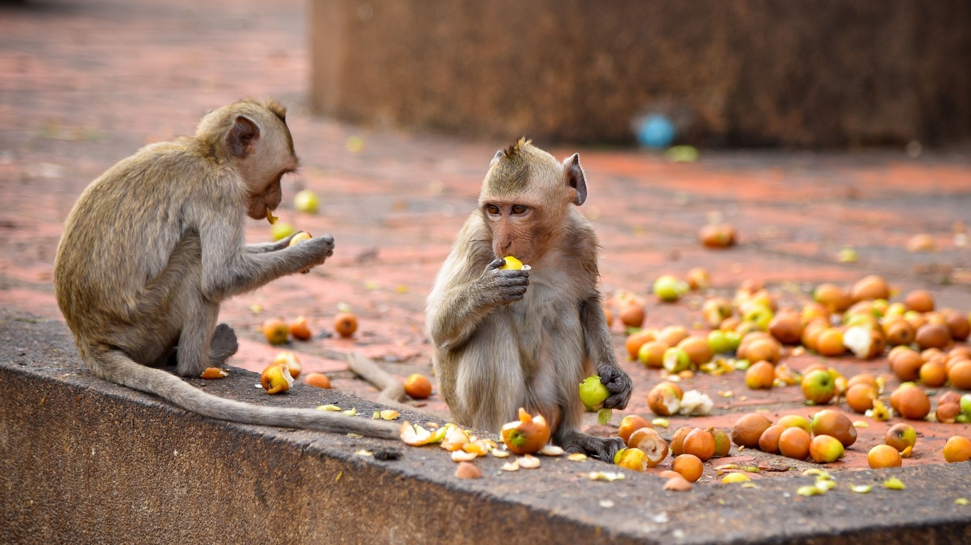 wildes thailand,  , , crab eating macaque