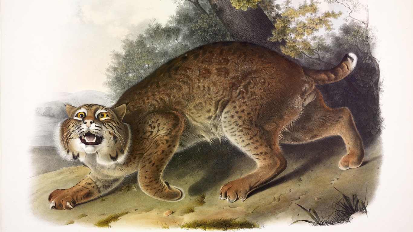 common american wild cat,  , lynx rufus,  , john james audubon,   