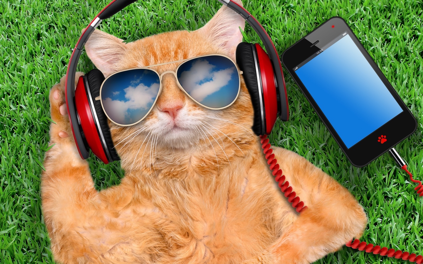 grass, cat, glasses, smart phone, creative