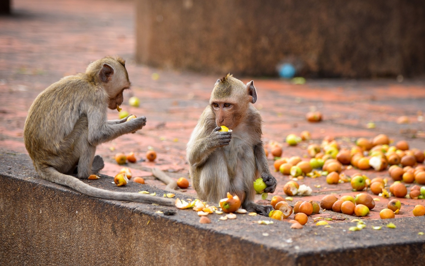 wildes thailand,  , , crab eating macaque