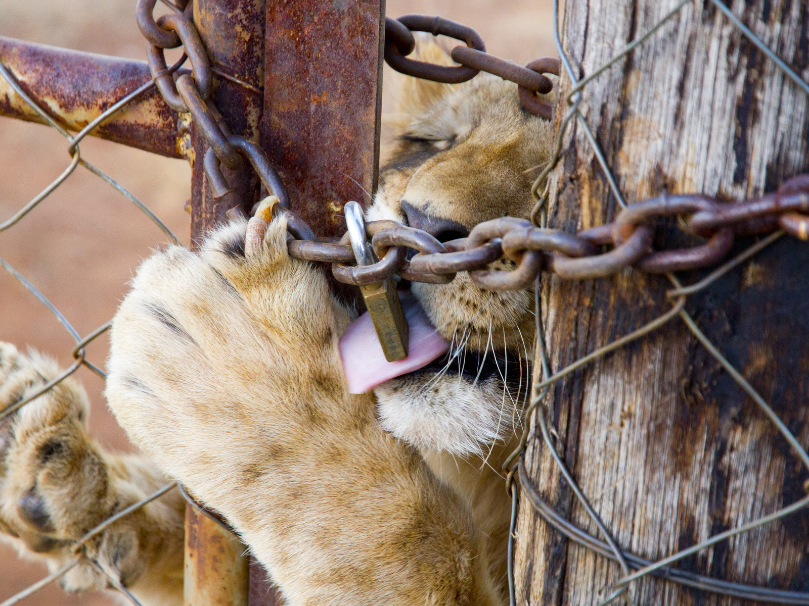 south africa,  , lion, captive breeding of lions