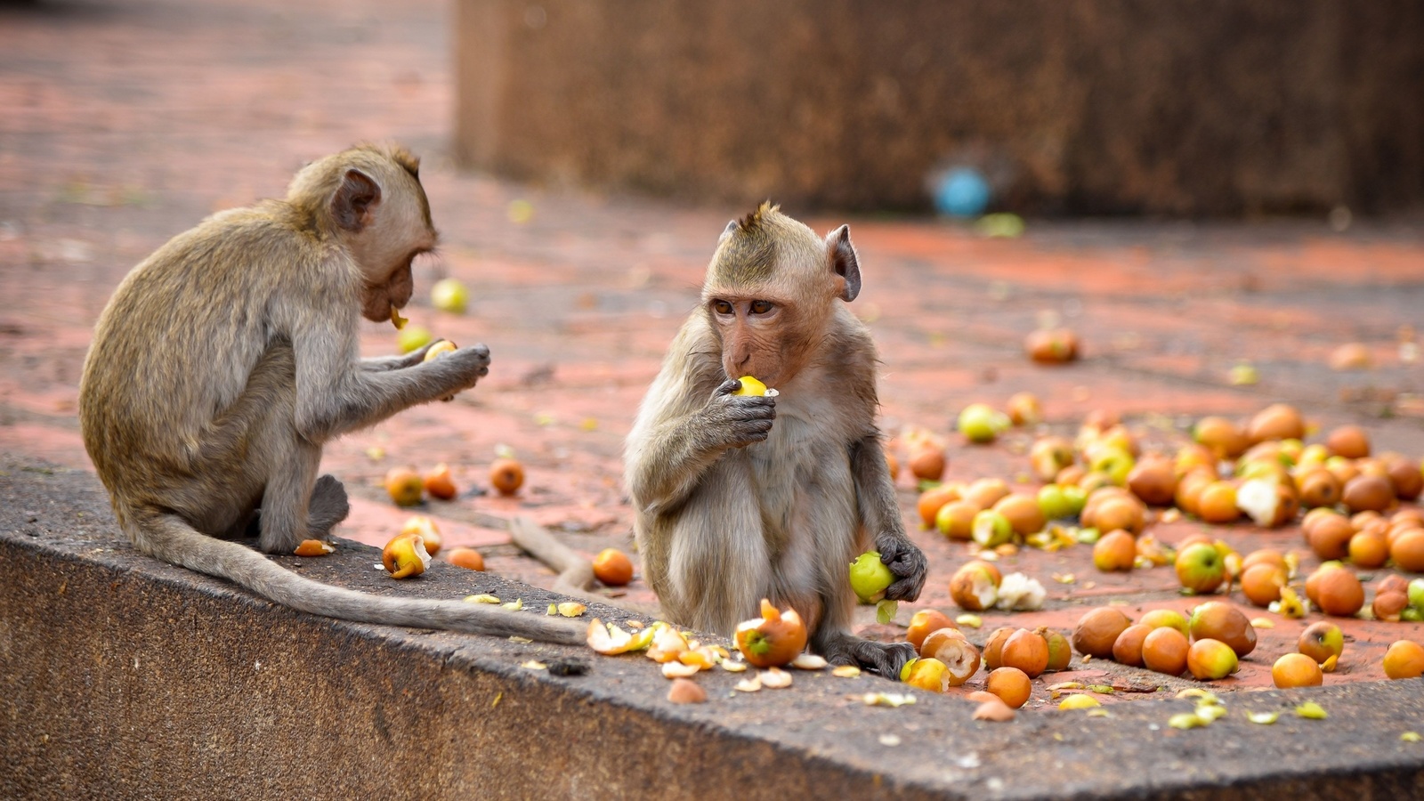 wildes thailand,  , , crab eating macaque