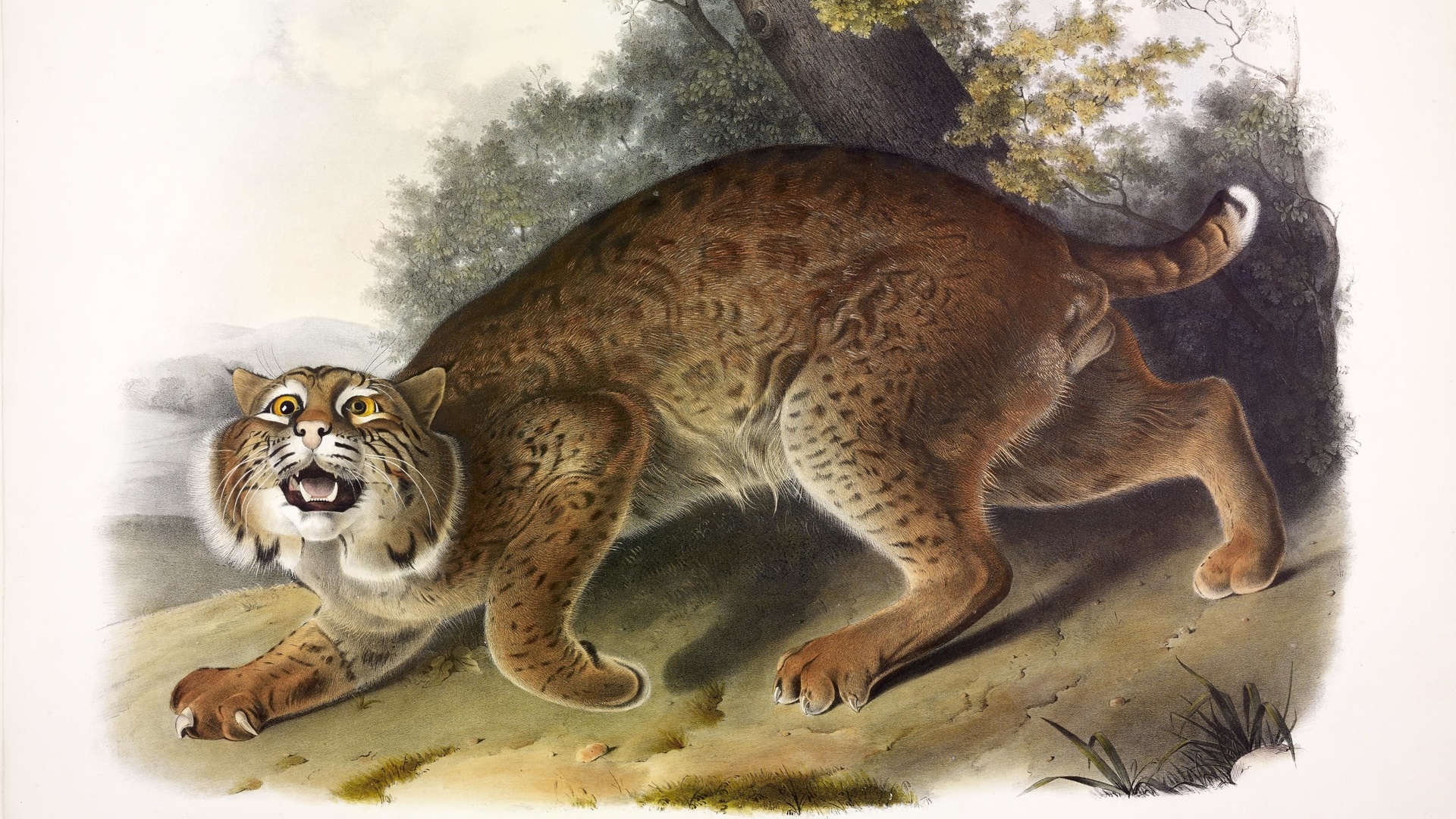 common american wild cat,  , lynx rufus,  , john james audubon,   