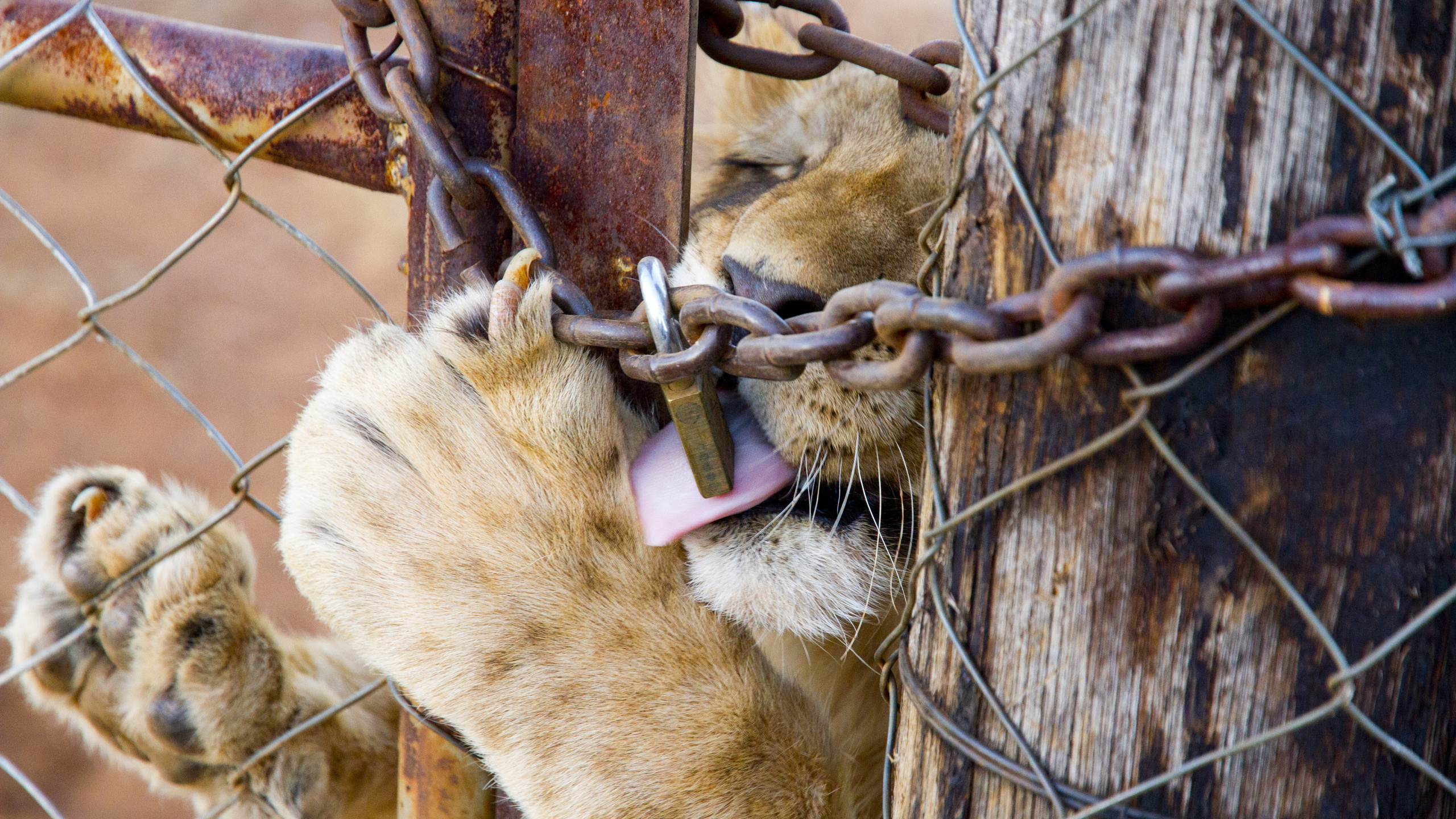 south africa,  , lion, captive breeding of lions