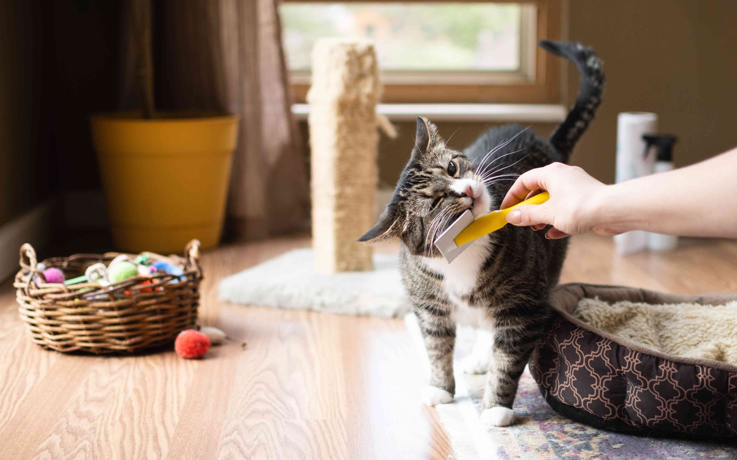 cat, small furry,  , house