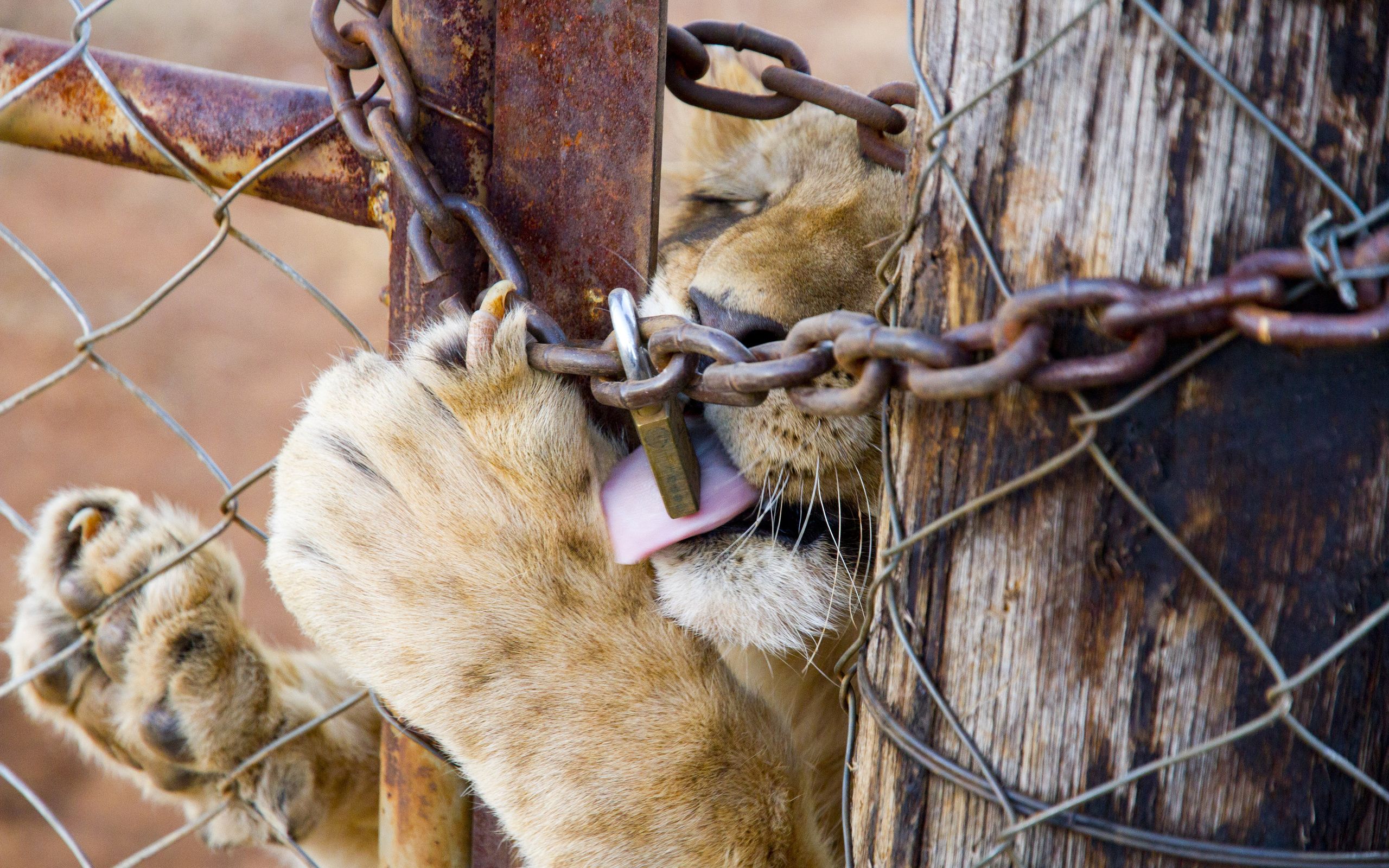 south africa,  , lion, captive breeding of lions