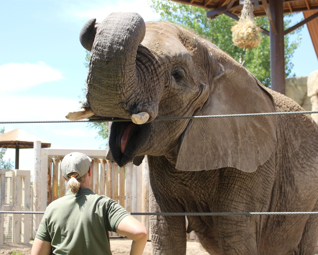 zoo, african elephant, salt lake city, utah