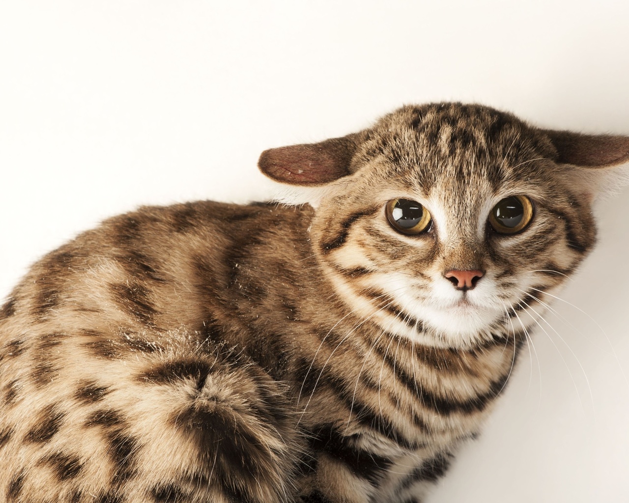 omaha zoo, black footed cat, omaha, nebraska, felis nigripes