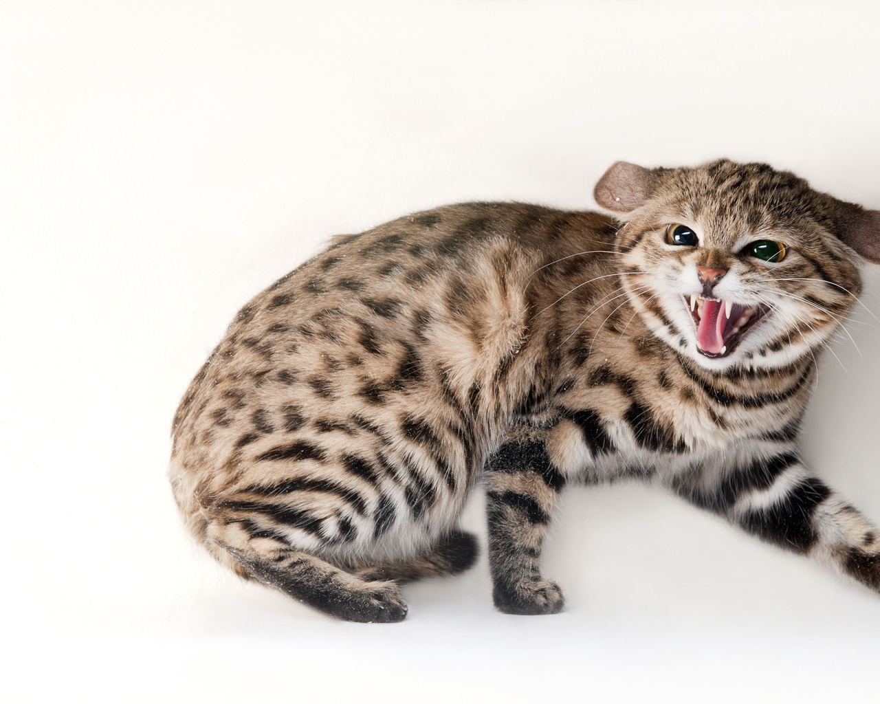 omaha zoo, black footed cat, omaha, nebraska, felis nigripes