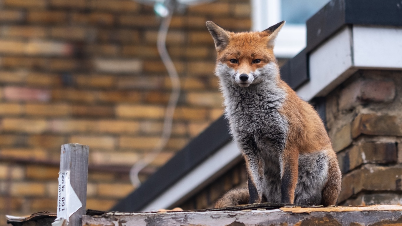 red fox, london, urban fox, british wildlife