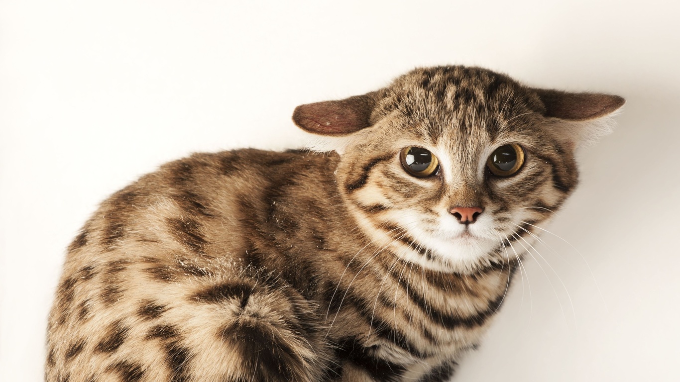 omaha zoo, black footed cat, omaha, nebraska, felis nigripes